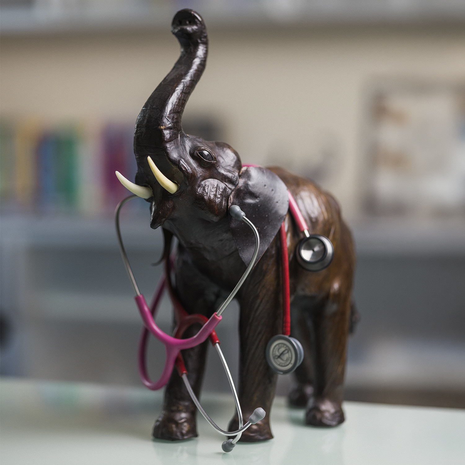 Elefant mit Stethoskop